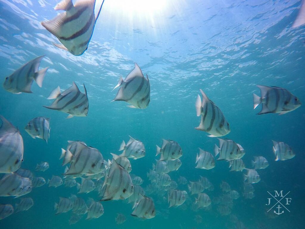 Dive the Best Reefs in Navarre Beach Navarre Beach Florida's Most