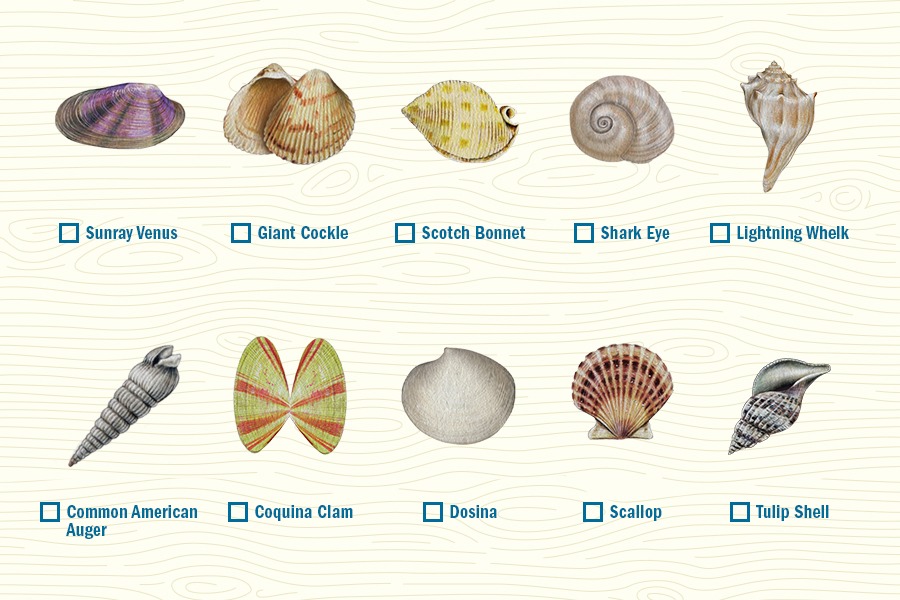 Shell Identification Chart