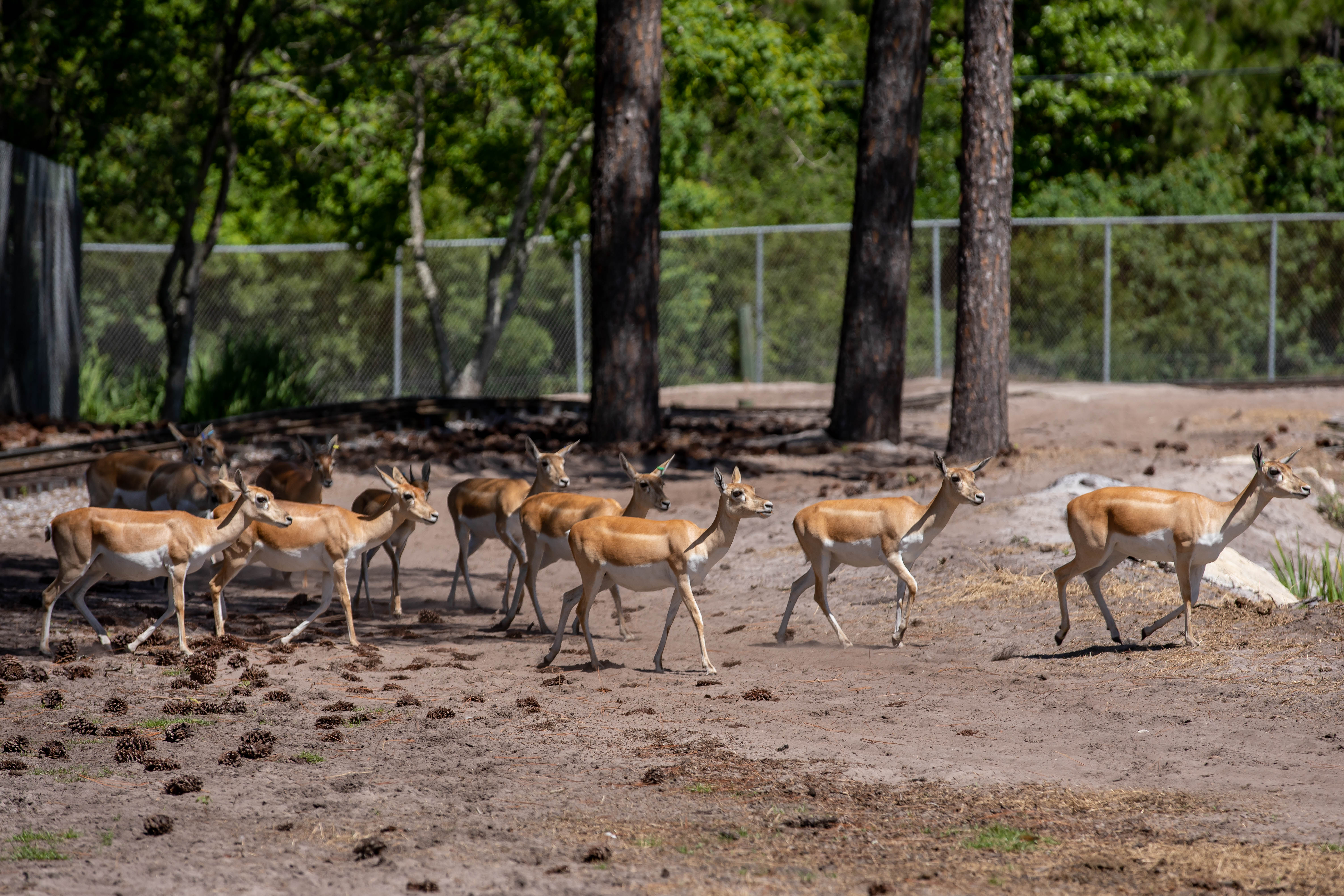 Animals at the Gulf Breeze Zoo in Navarre Beach
