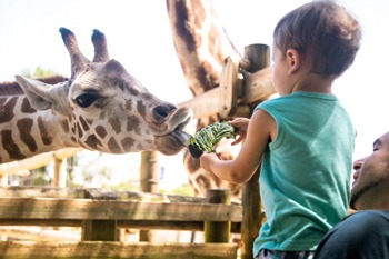 Child feeding a giraffe at the Gulf Breeze Zoo in Navarre Beach
