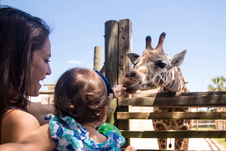 Giraffes are just waiting to meet you in Navarre Beach