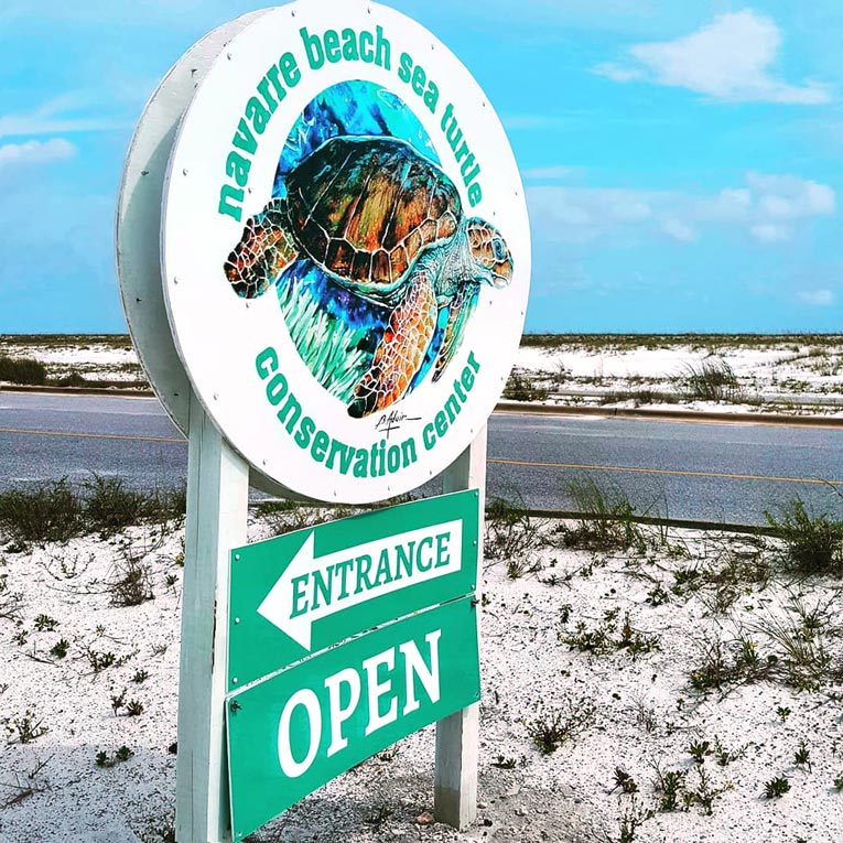Learn about the coastal and marine ecosystem in Navarre Beach