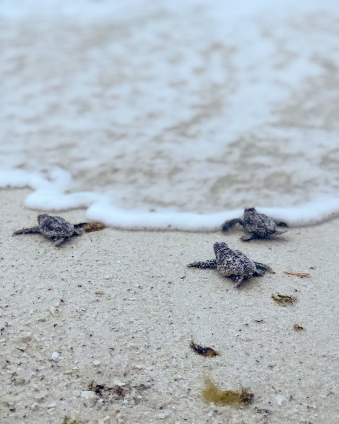 Sea Turtles Going Toward the Sea during Sea Turtle Season
