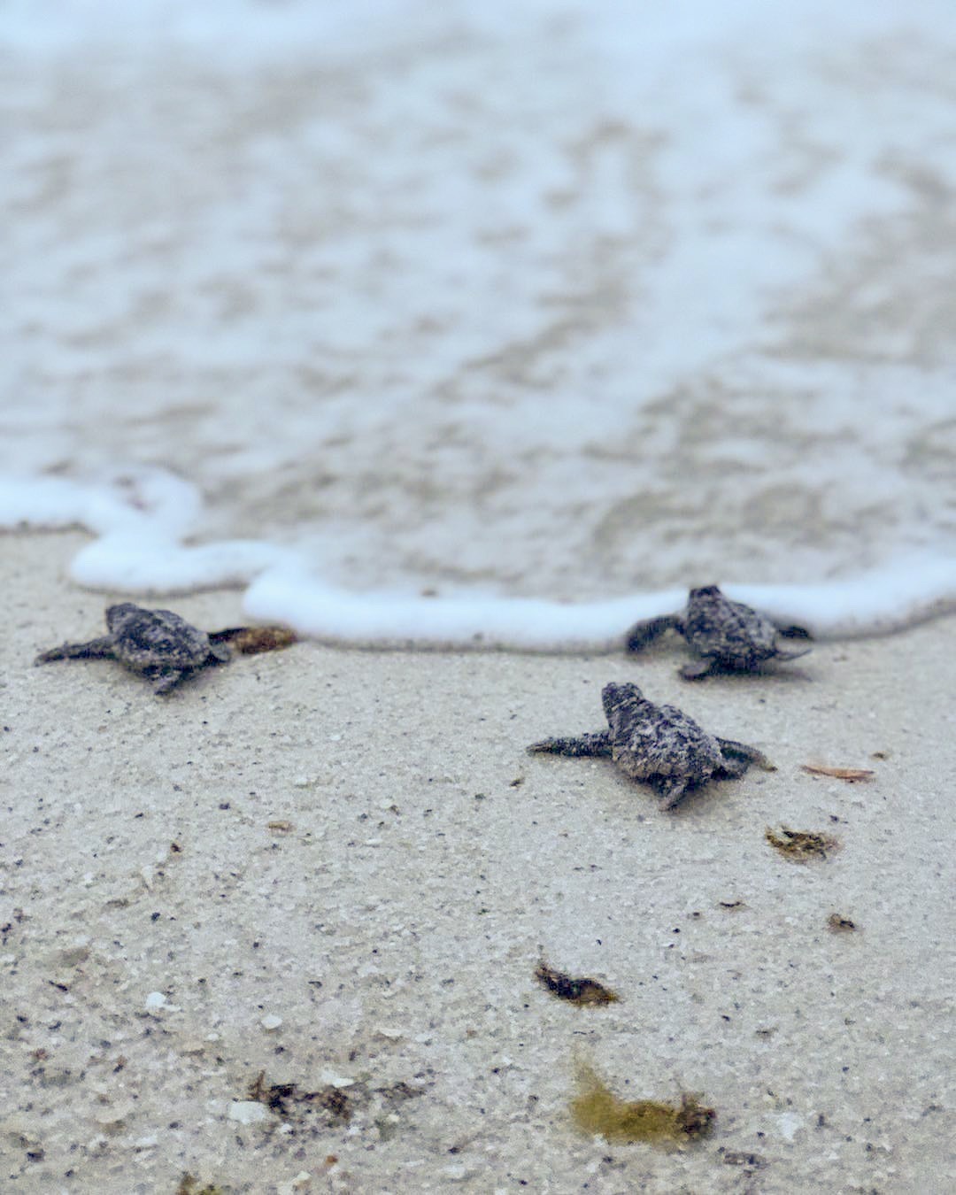 Guide to Sea Turtle Season in Navarre Beach Navarre Beach Florida's