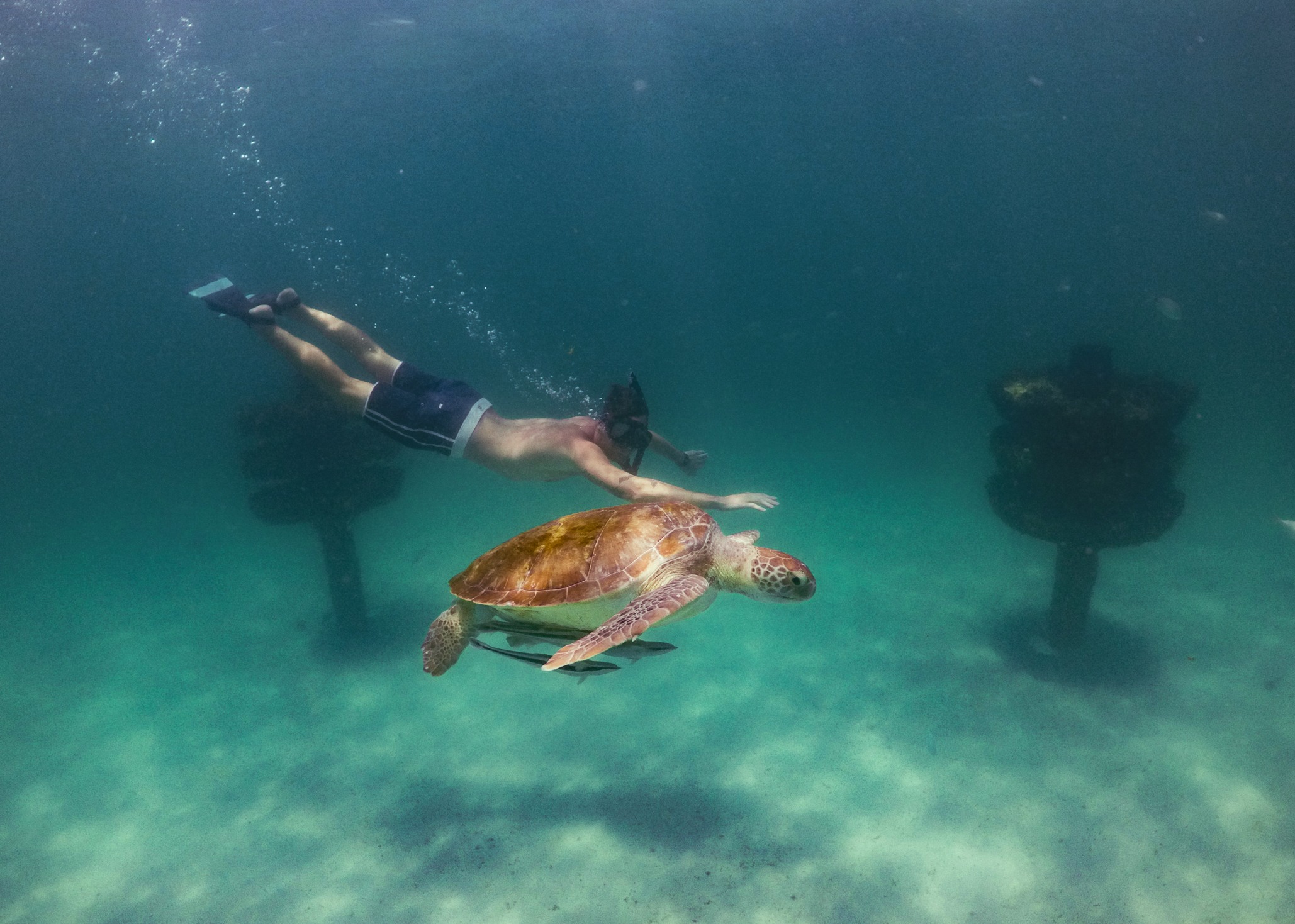 Diver with Turtle in Navarre Beach