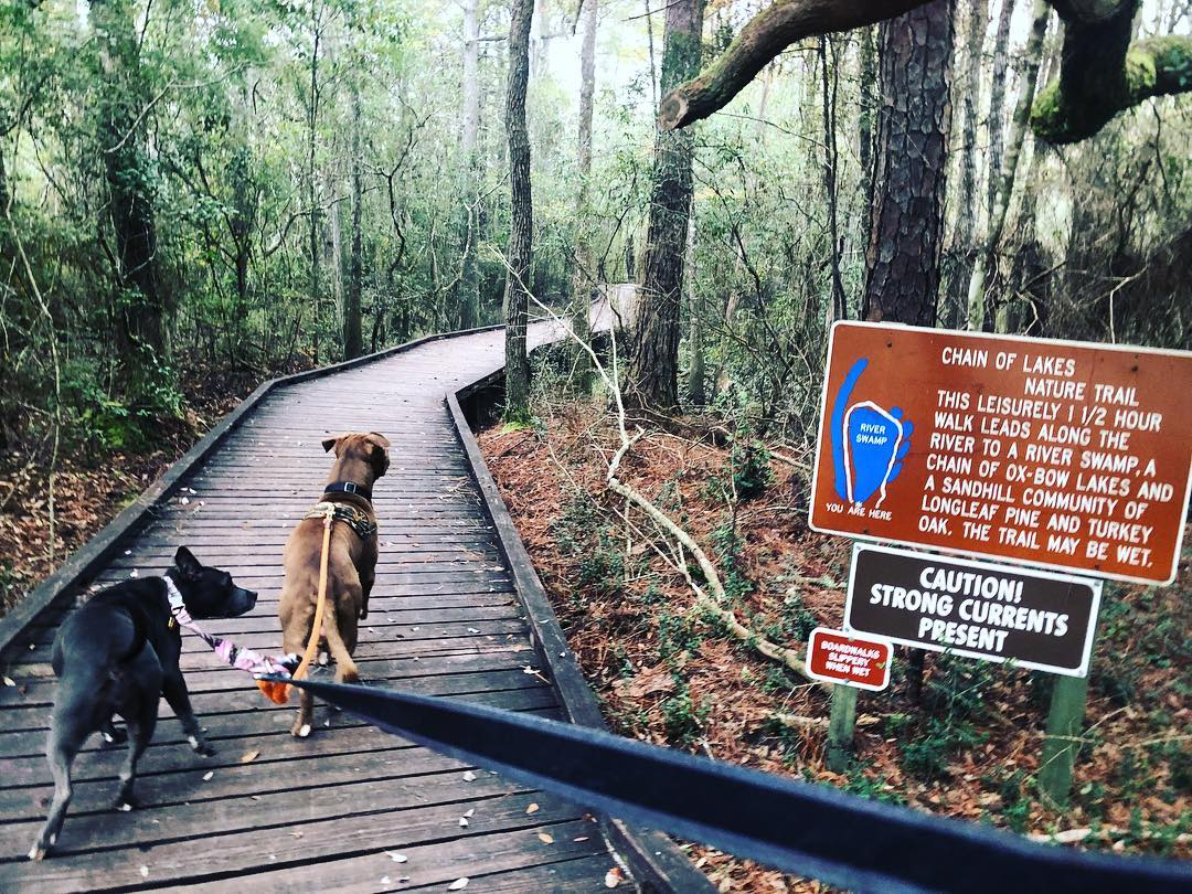 Photo of dogs walking trail in Blackwater River State Park 
