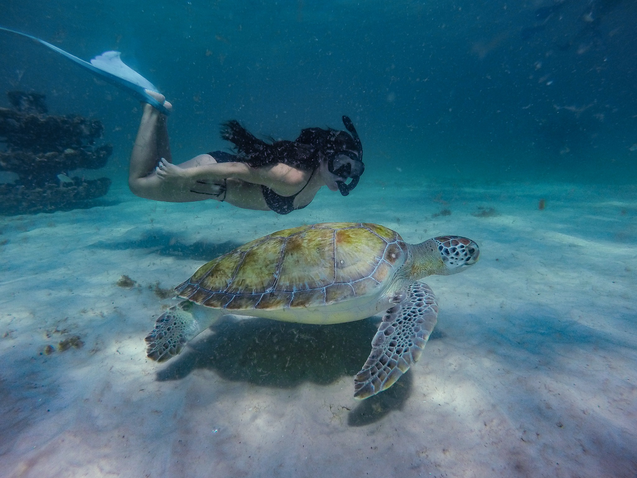 Diver with turtle in Gulf Side Reefs