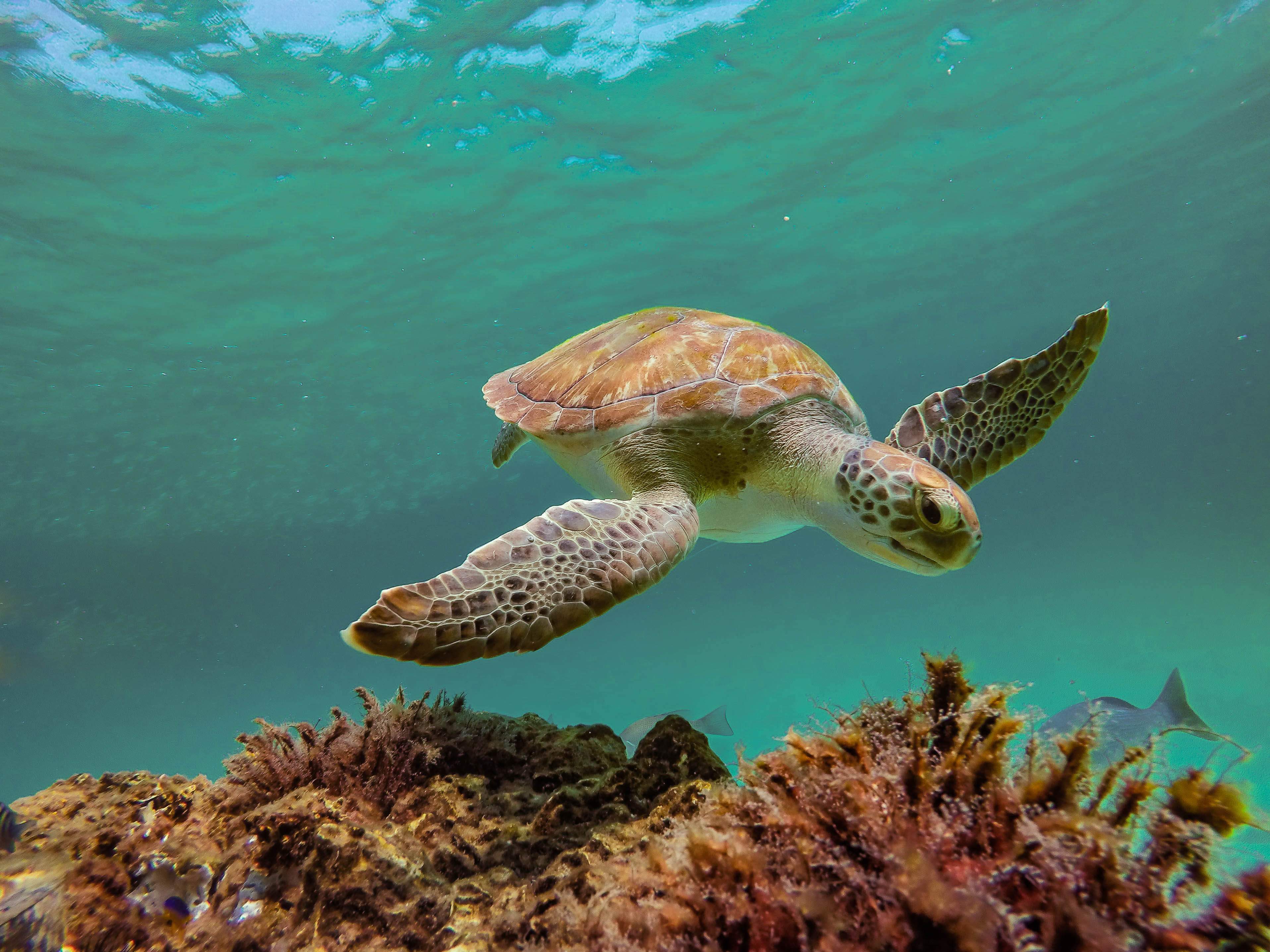 Turtle on the Reefs