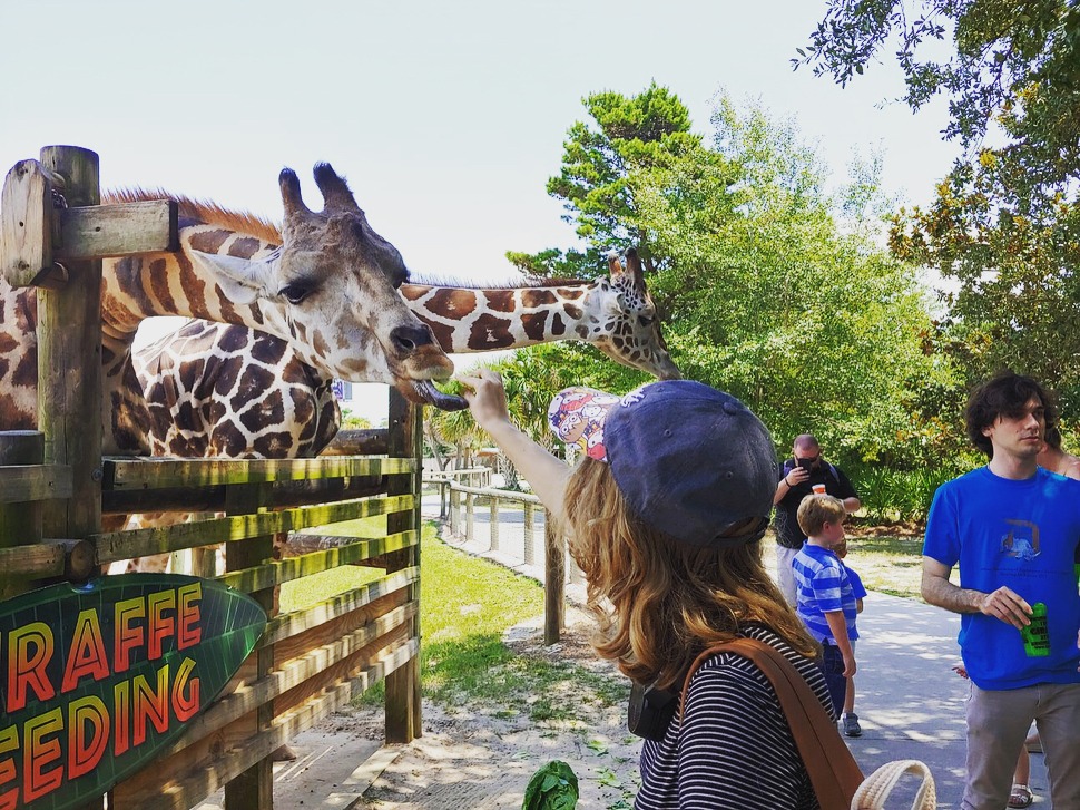 Girl feeding giraffe