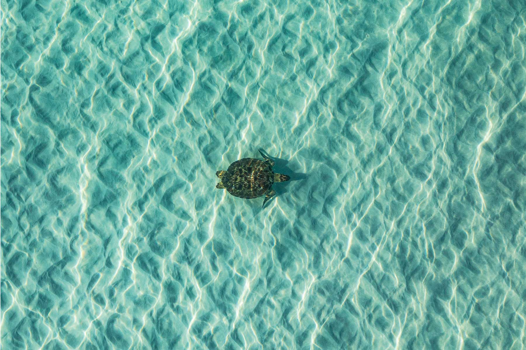 bird's eye view of turtle swimming in turquoise water