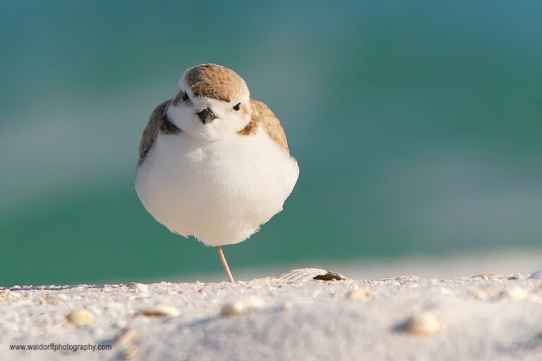 plover standing on one leg