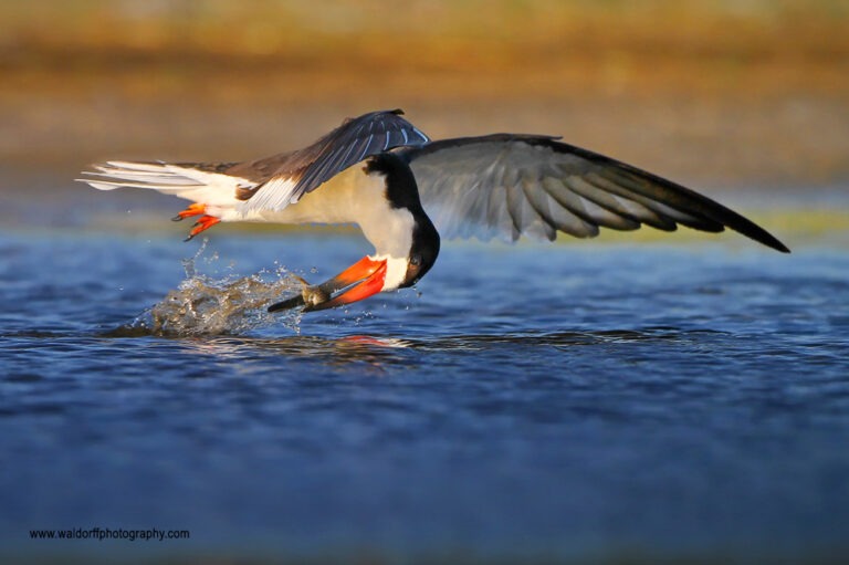rare black skimmer catches fish on the water